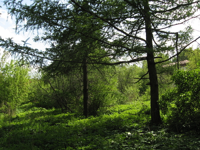 Лес в Яхроме